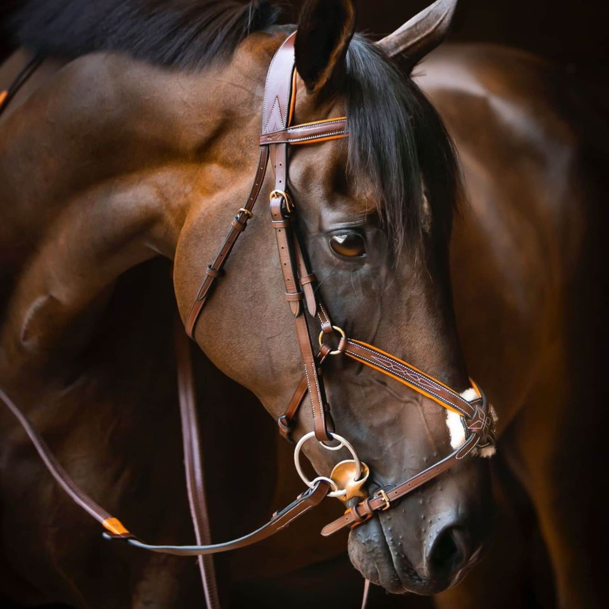 ExionPro 'Vela' Figure 8 Jumping Bridle with Reins