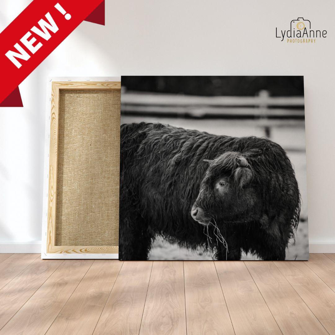 B&W Highland Cow on Canvas - Blazzing Bridles