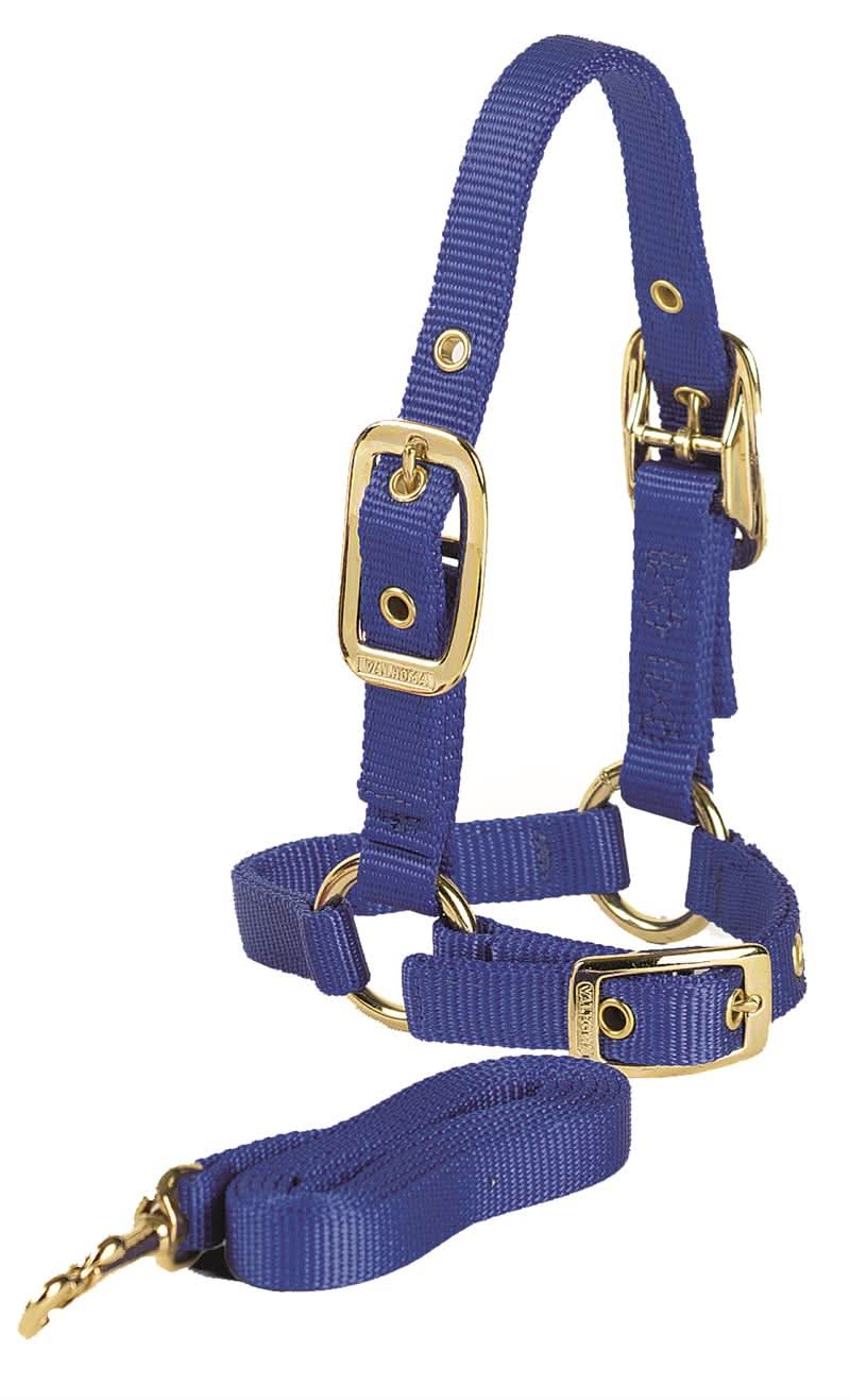 SHEEP HALTER W/LEAD TURQUOISE