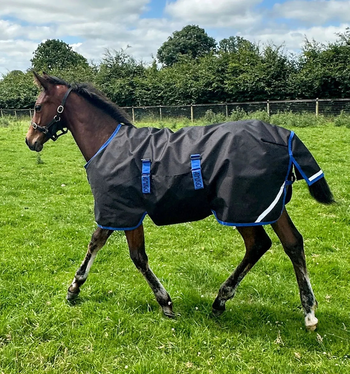 AMIGO® RIPSTOP 900D FOAL TURNOUT 50G
