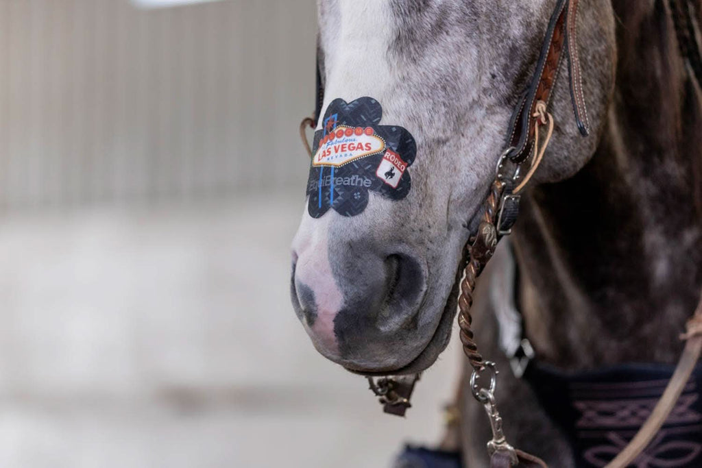 EquiBreathe™ Equine Nasal Patch - Vegas
