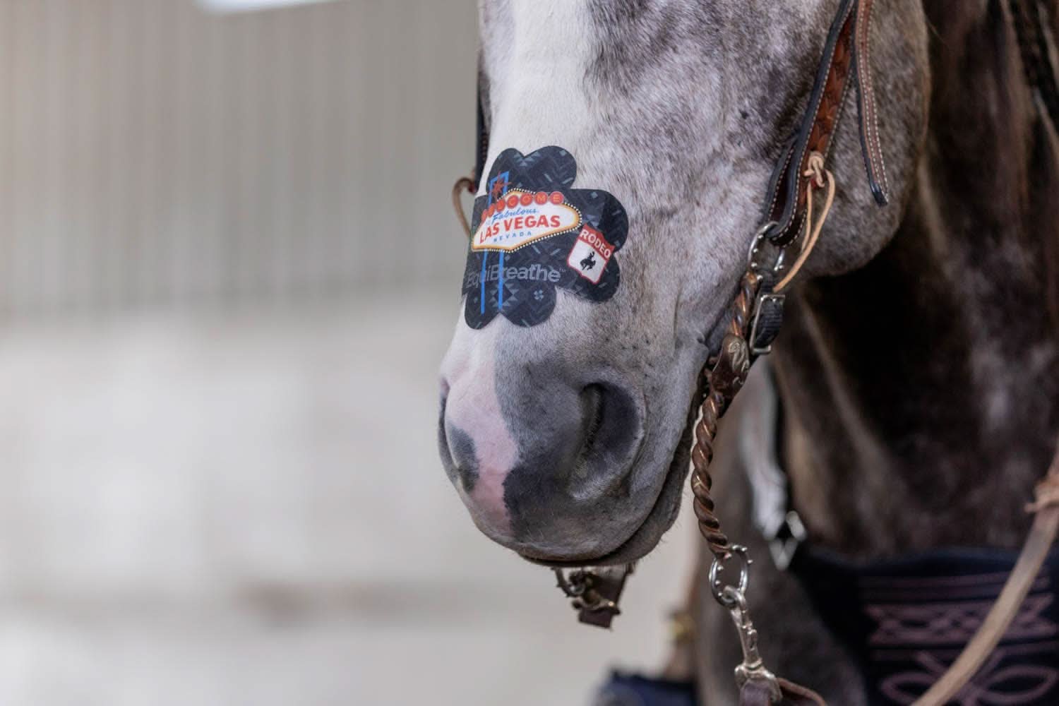 EquiBreathe™ Equine Nasal Patch - Vegas