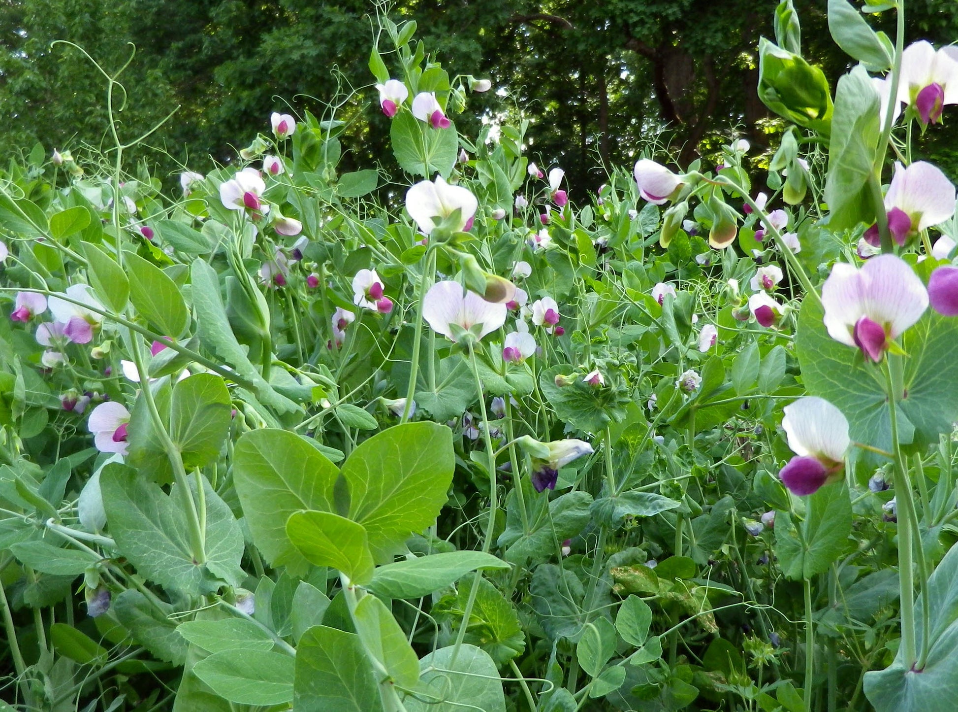 Austrian Winter Peas - 50LBS