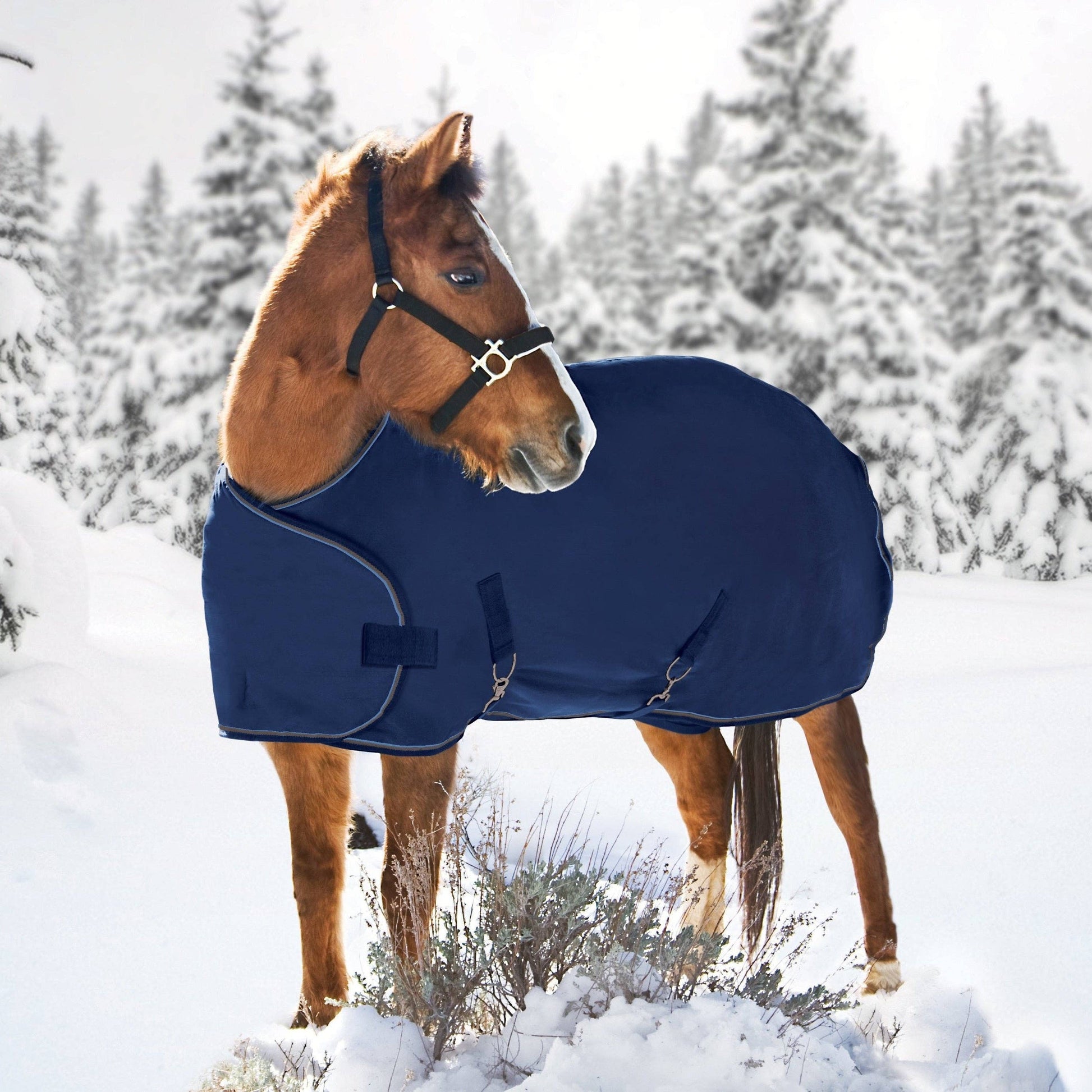 1200Denier Adjustable Weanling "180G" Medium Weight Waterproof & Breathable Winter Turnout