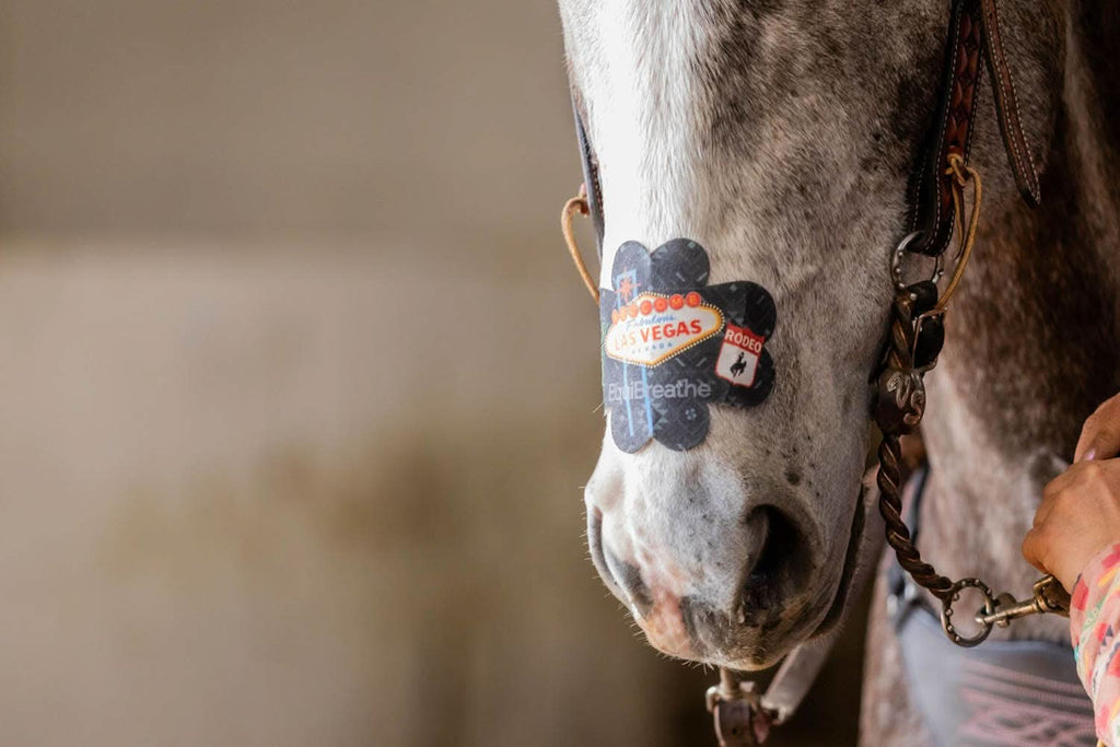 EquiBreathe™ Equine Nasal Patch - Vegas