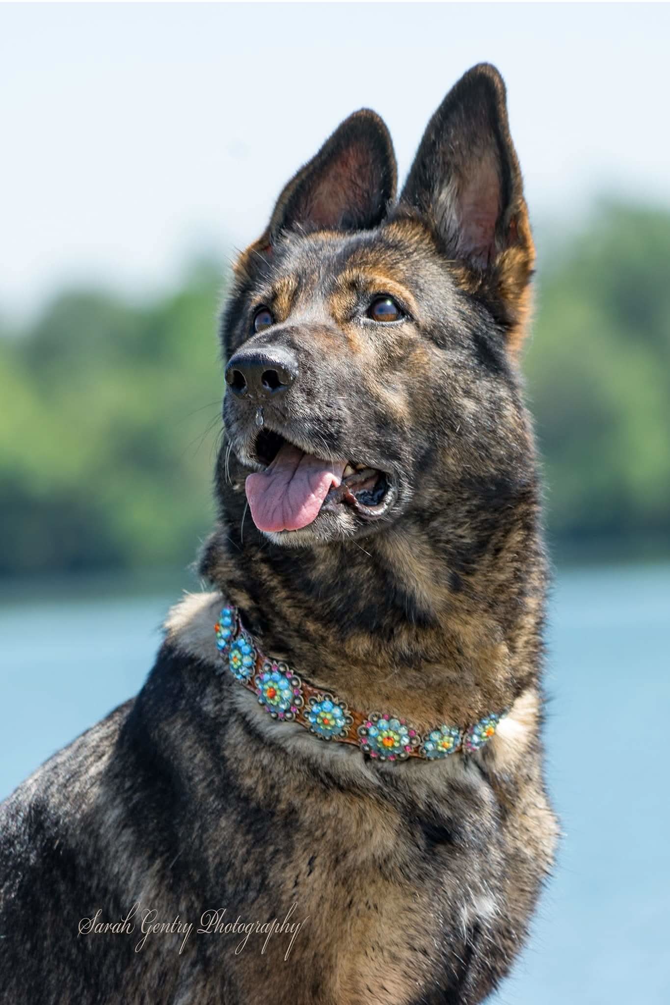 Rainbow Bridge Dog Collar