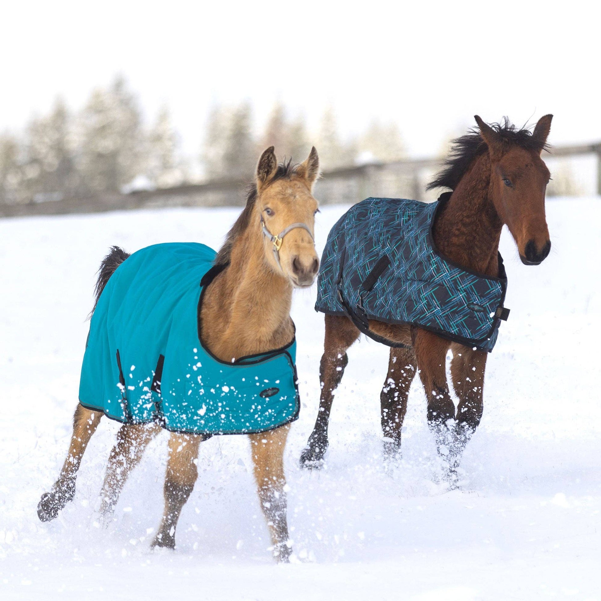 1200Denier Adjustable Weanling "180G" Medium Weight Waterproof & Breathable Winter Turnout