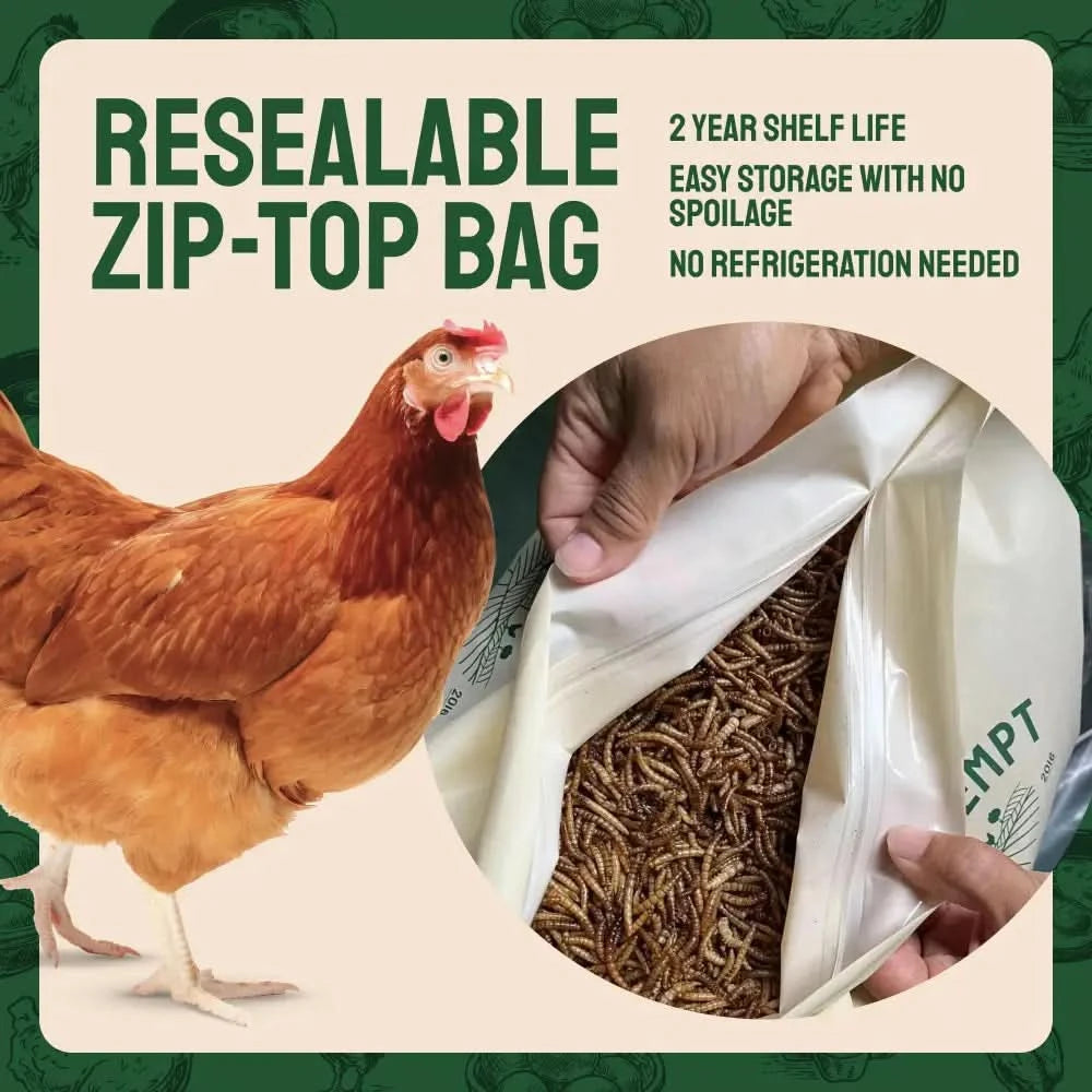 Dried Mealworms For Chickens