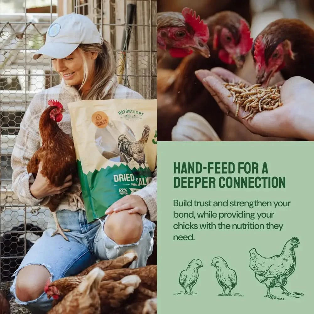 Dried Mealworms For Chickens