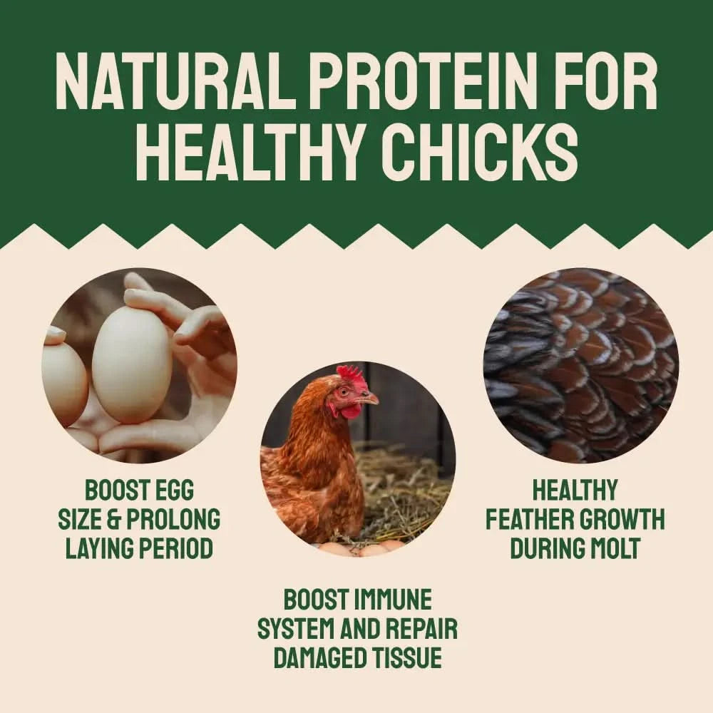 Dried Mealworms For Chickens