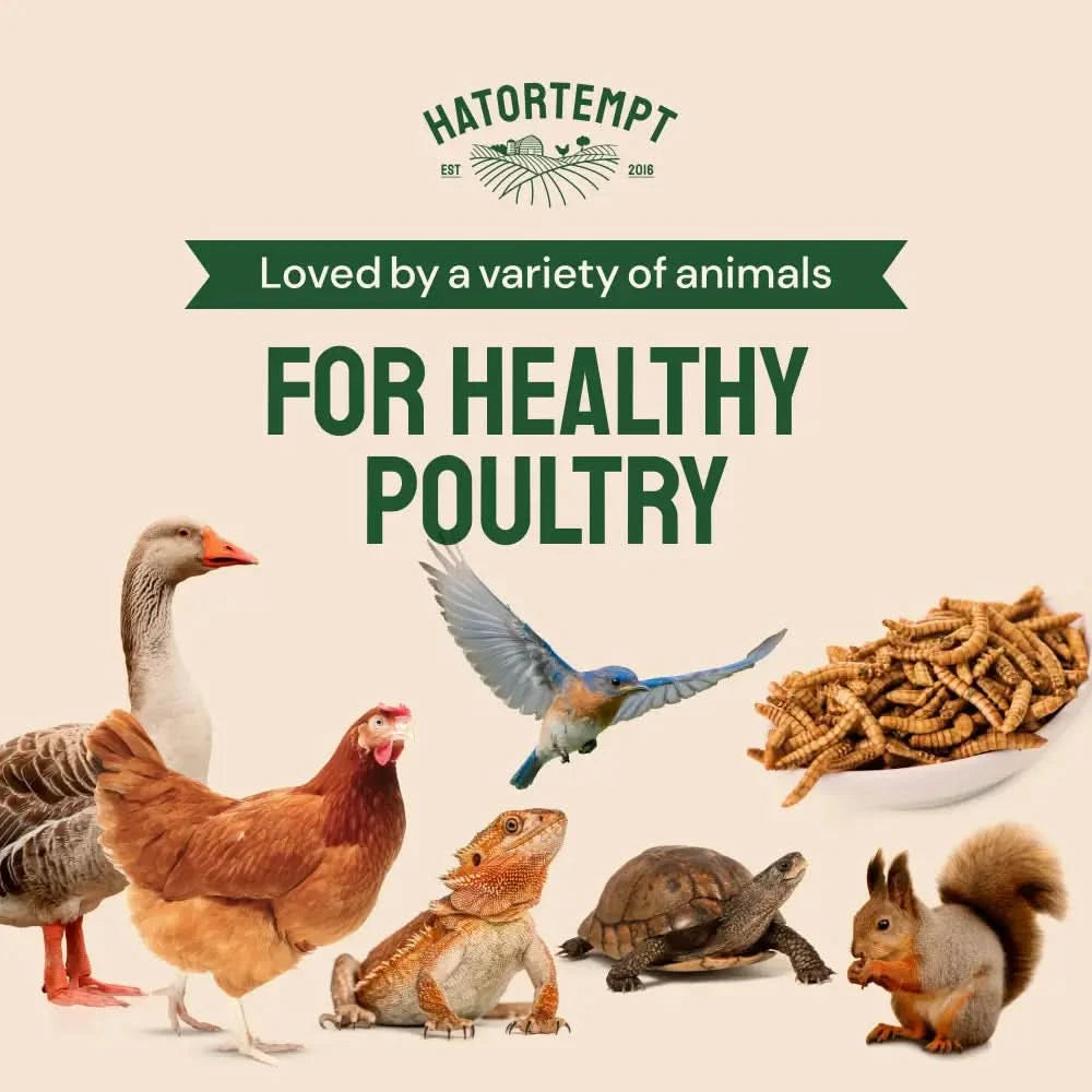 Dried Mealworms For Chickens