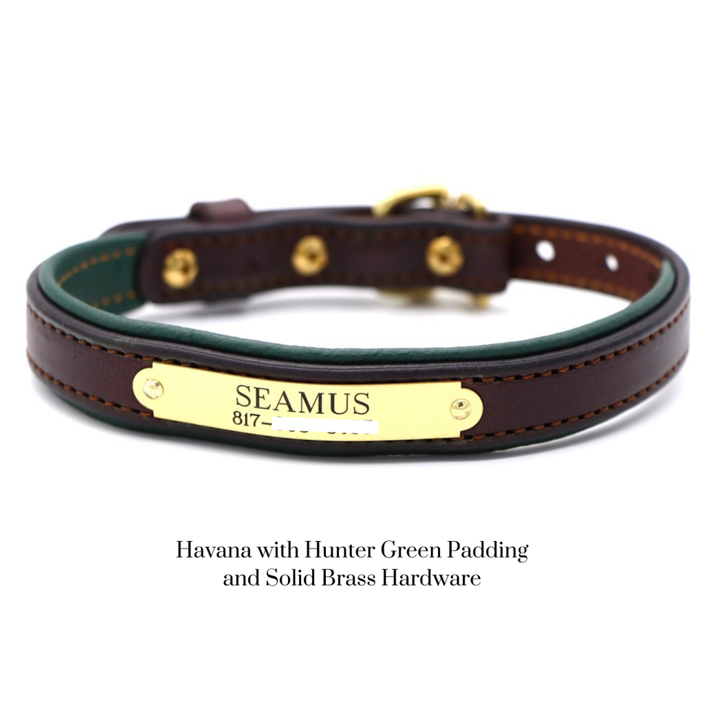 Padded Dog Collar