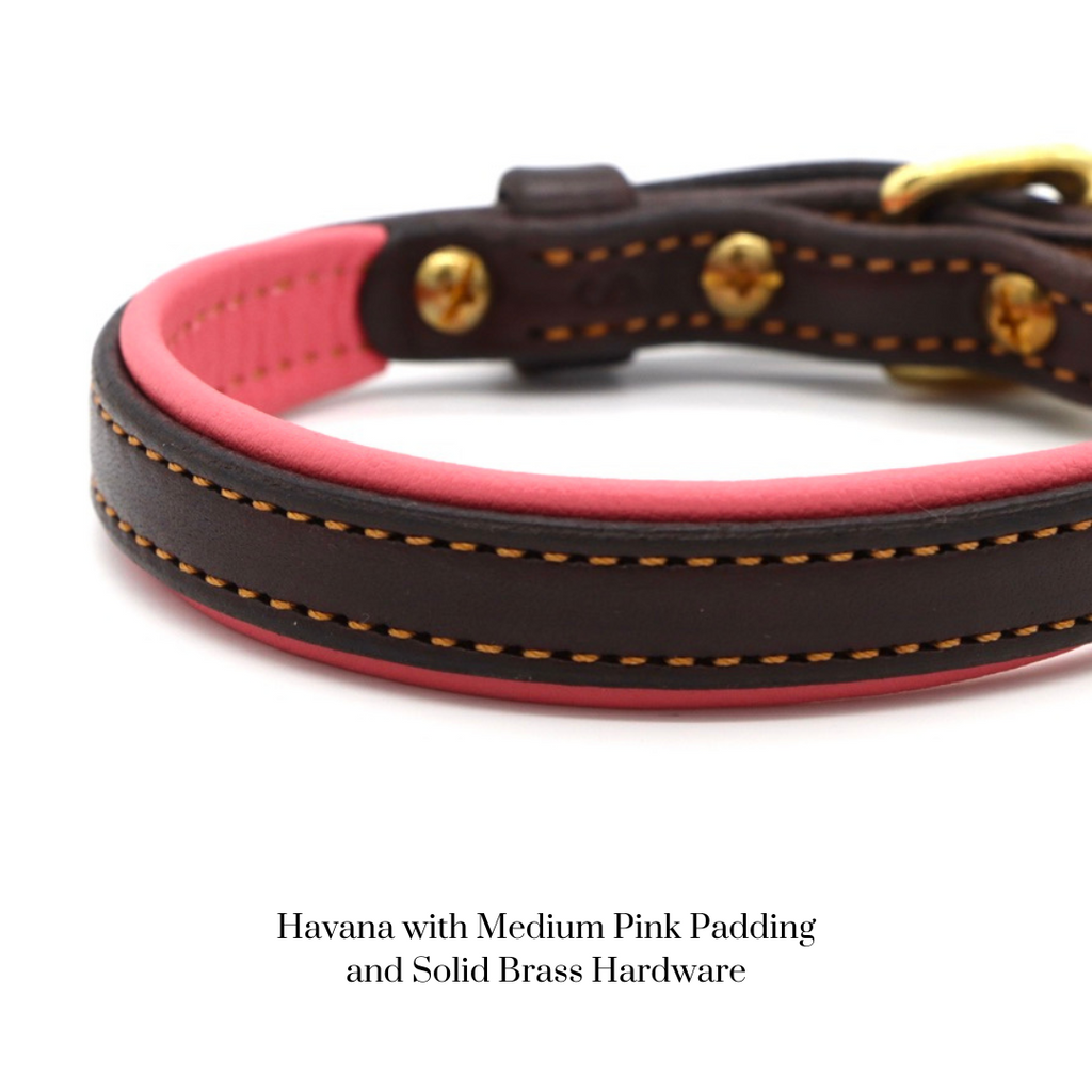 Padded Dog Collar