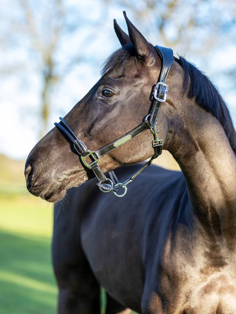 LeMieux Rope Control Halter