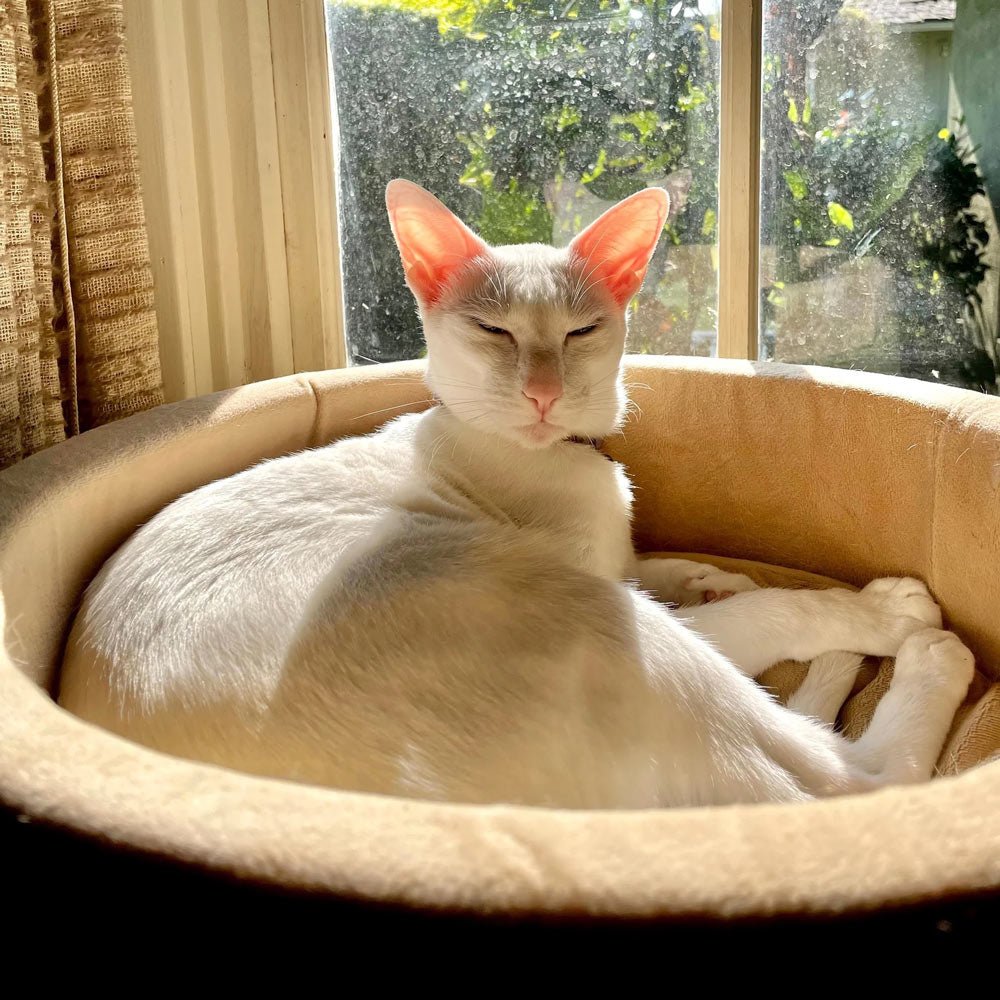 K&H Pet Products Thermo-Kitty Bed Indoor Heated Cat Bed – Safe, Energy Efficient & Washable