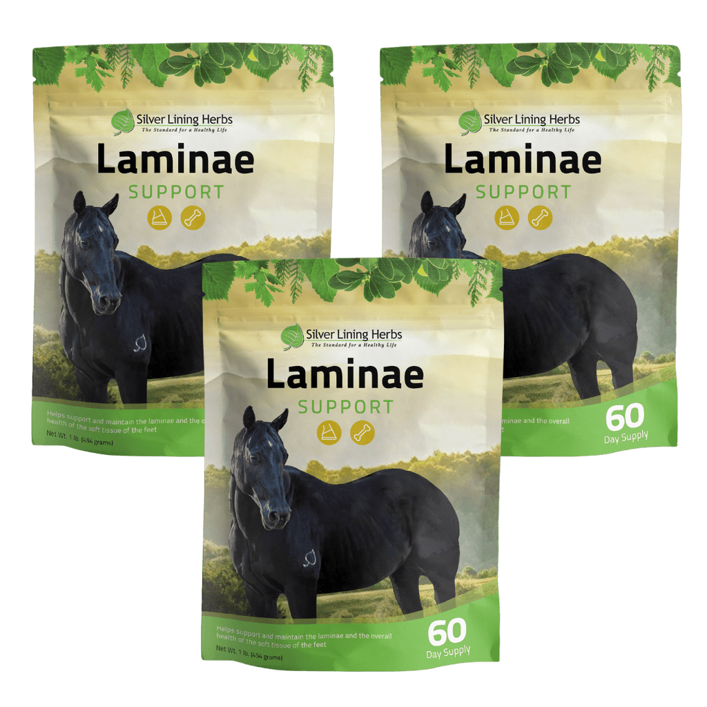 Laminae Support for Horses