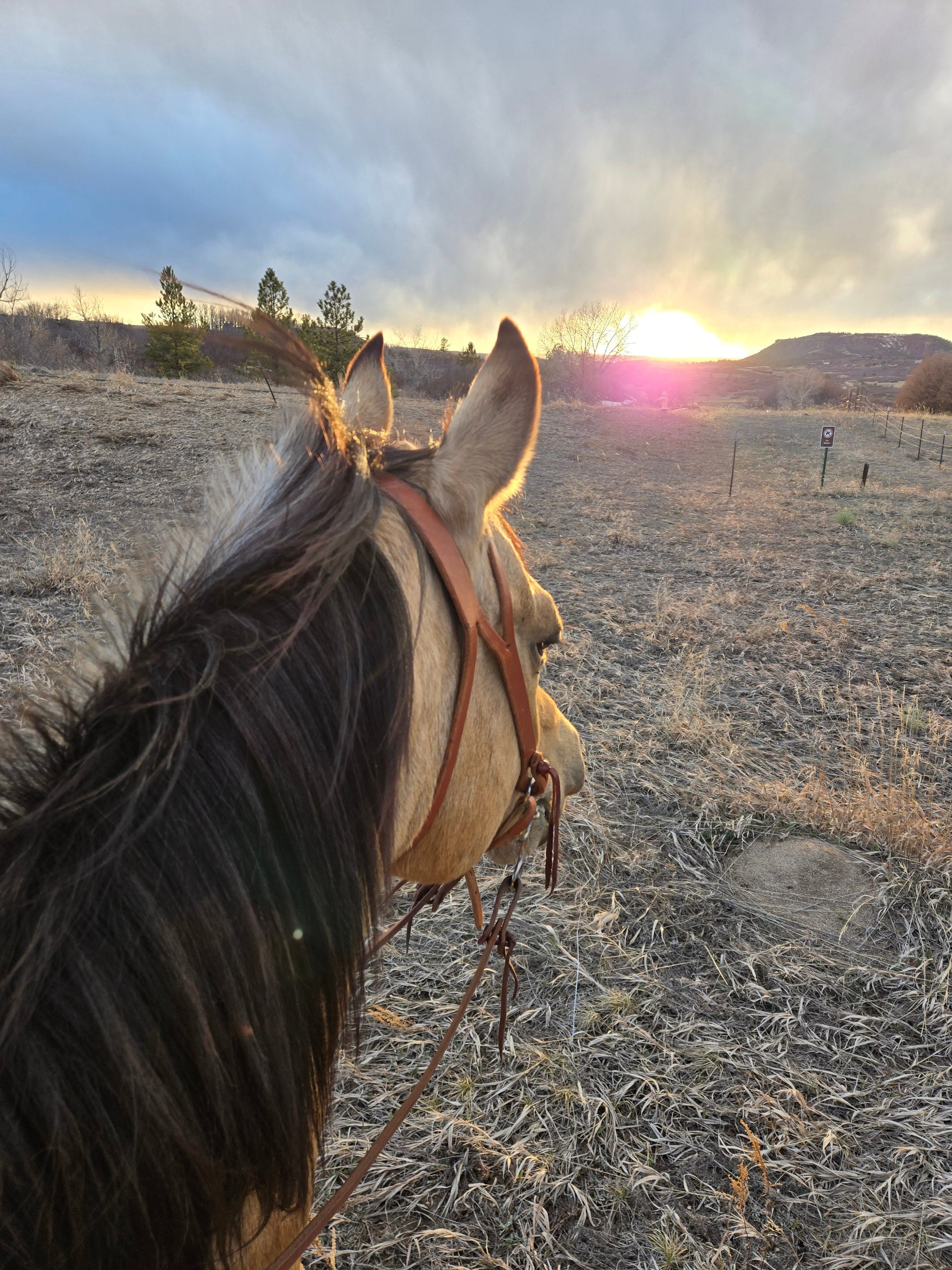 Pro Series 1 5/8" Extra Heavy Harness Slit Ear Headstall with Classic Hardware