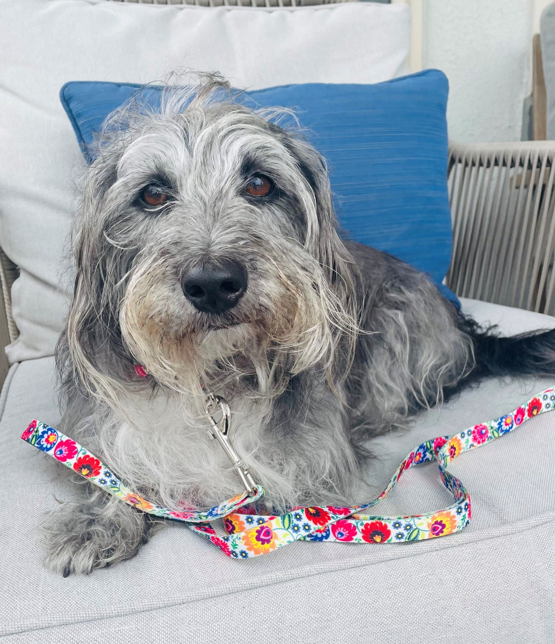 *Ladybird Dog Collar and Leash*