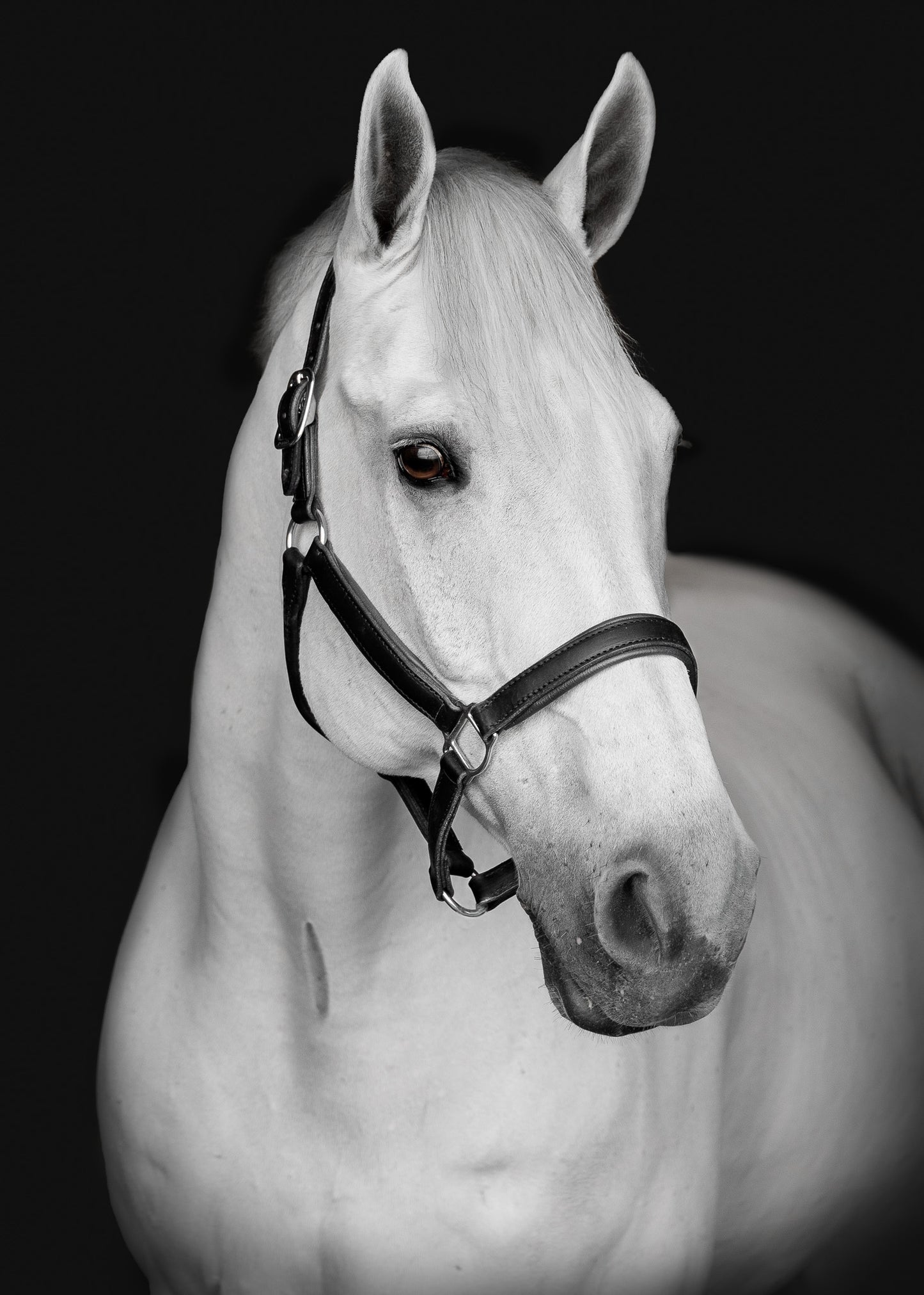 Animal canvas wall art horse photograph