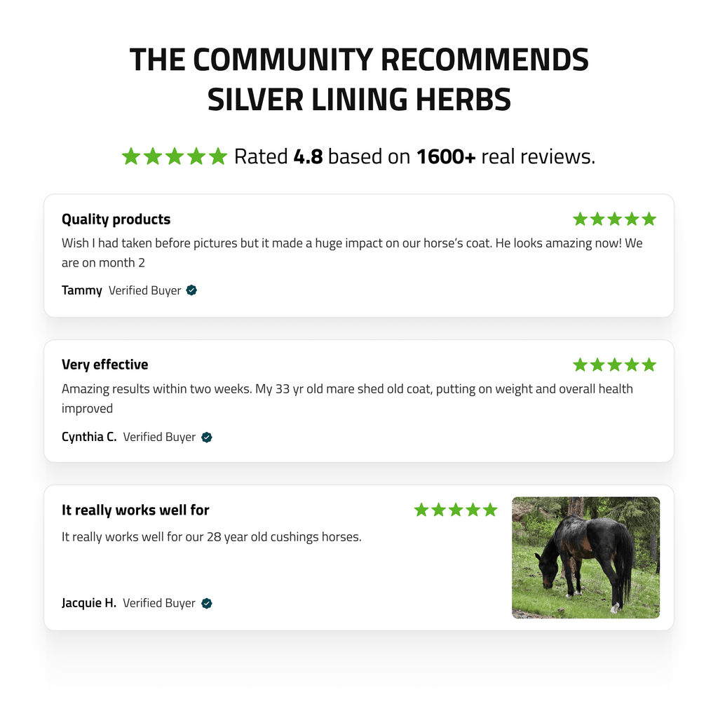 Pituitary Support for Horses