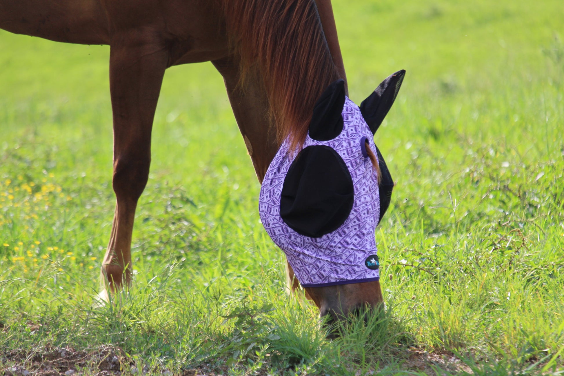 Dash for Cash (Purple) Fly Mask