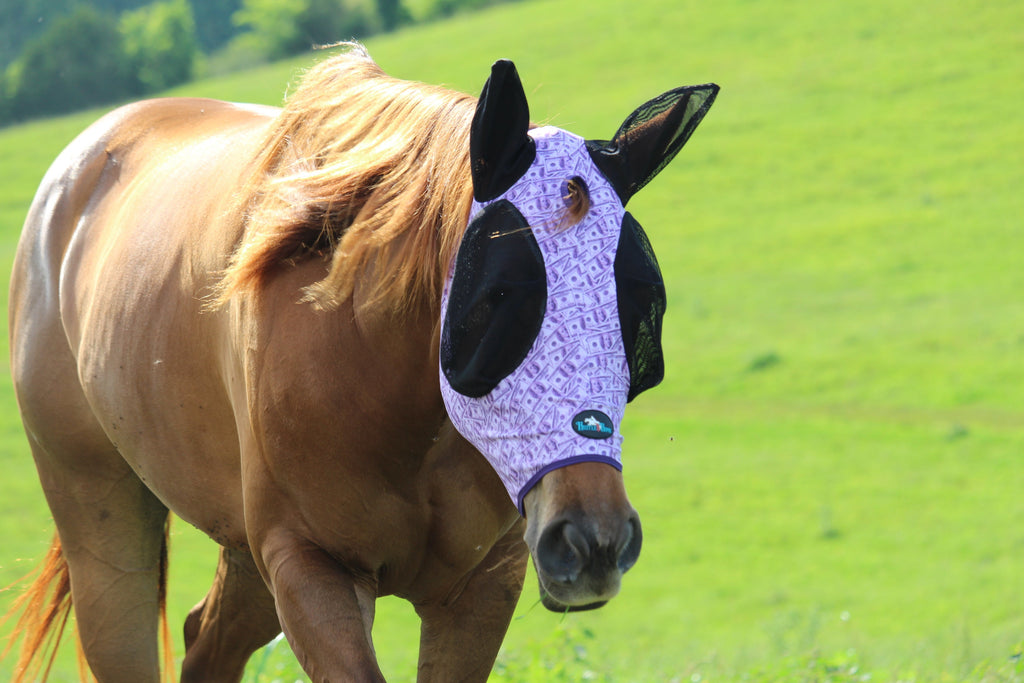 Dash for Cash (Purple) Fly Mask