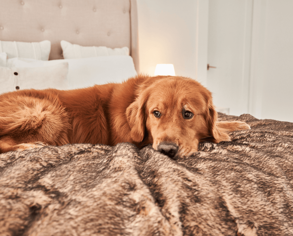 PupProtector™ Summer Short Fur Waterproof Throw Blanket - Sable Tan
