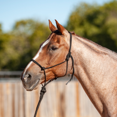 Econo Rope Halter and 8-foot Leadrope - Black