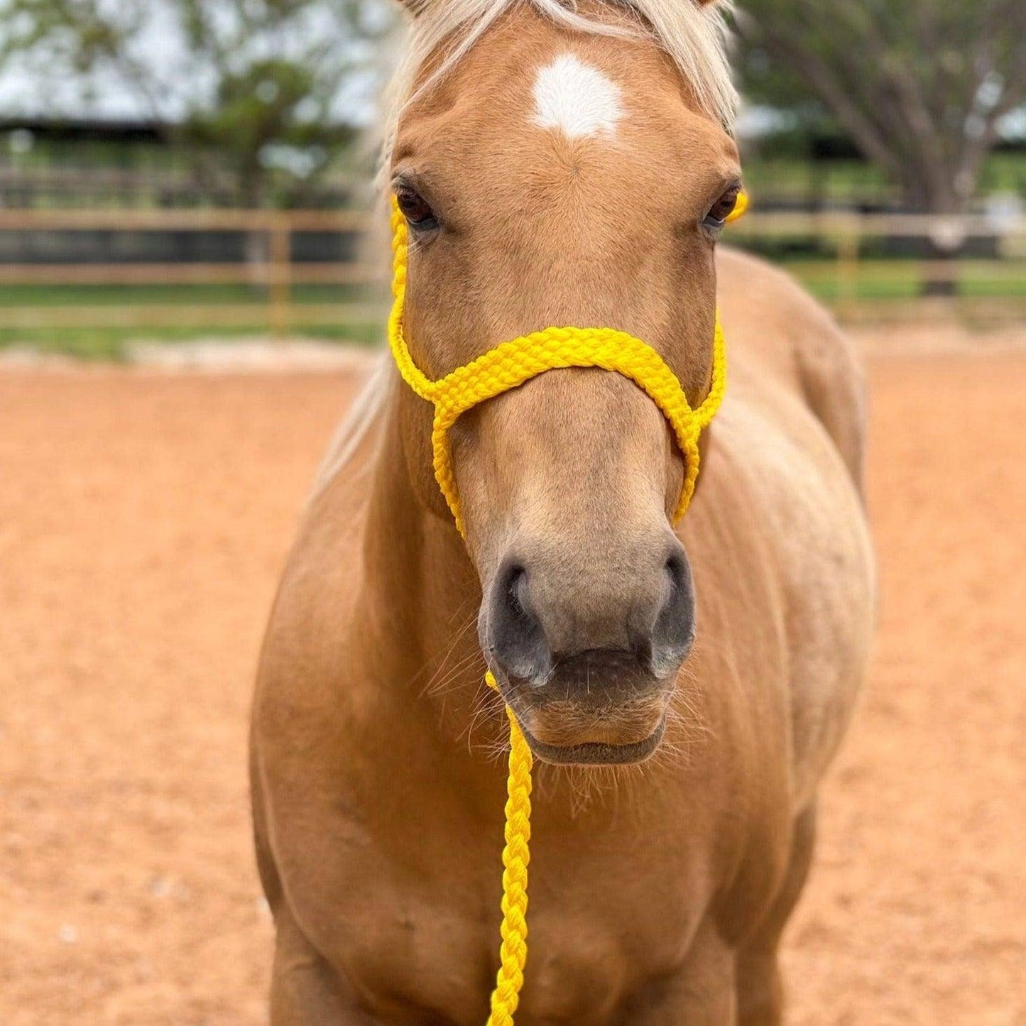 Yellow Mule Tape Halter - Blazzing Bridles