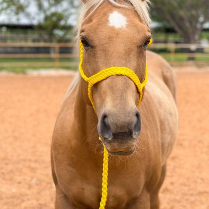 Yellow Mule Tape Halter - Blazzing Bridles